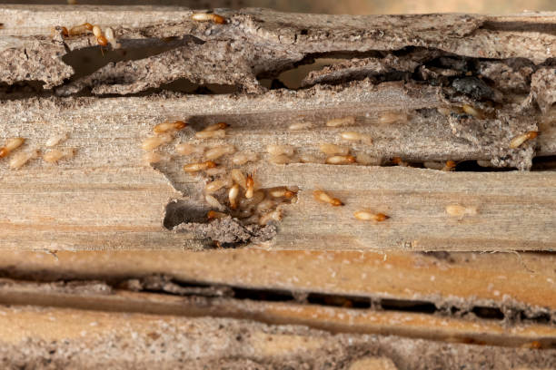 Best Wildlife Control Services  in Stonewood, WV