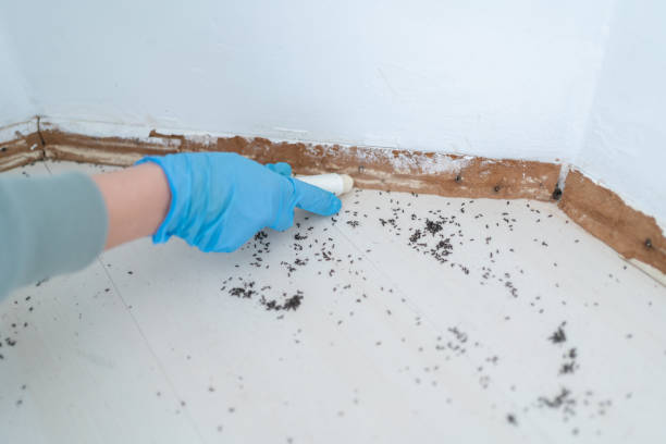 Best Insect Control  in Stonewood, WV